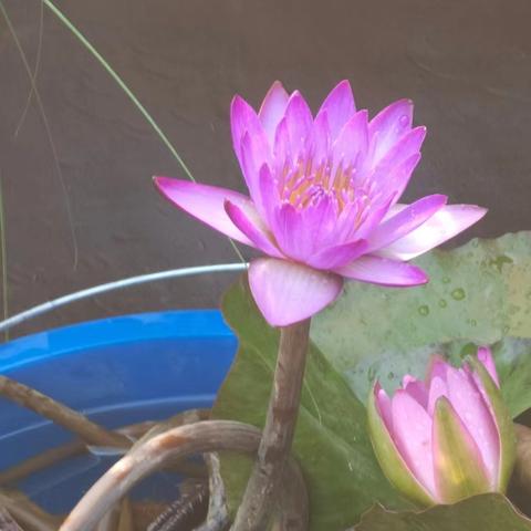 【园容管理周报】笔架山公园2025年3月第4周工作汇报