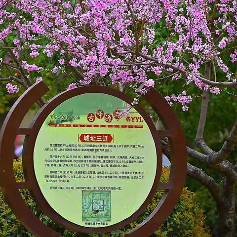 手留兰香最可人