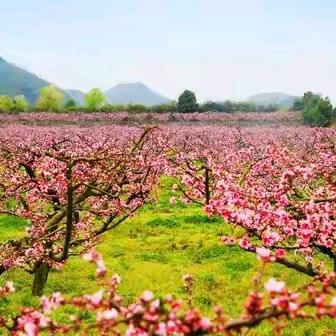 孙中启：桃花山，我的草木春秋
