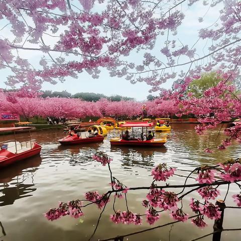 花开四季 花开忘忧