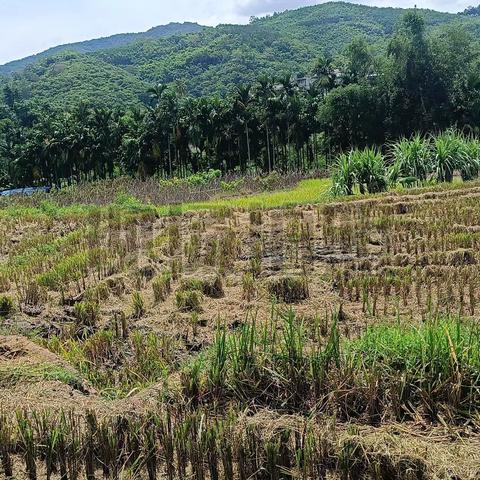 五指山市毛阳镇生态网格员持续开展巡查田间地头工作任务