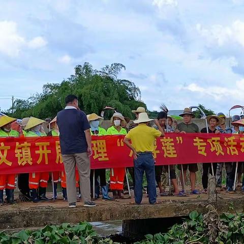 多文镇持续开展清理水浮莲专项行动