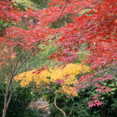 红枫岗观红枫