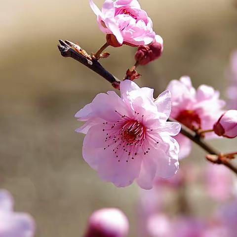 二十四节气歌