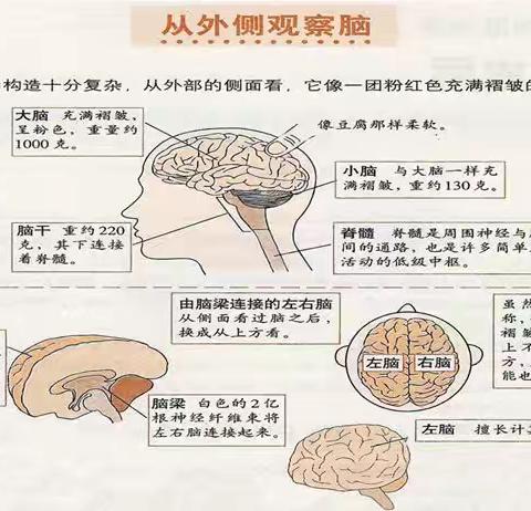 经颅磁刺激TMS在神经康复领域里的应用