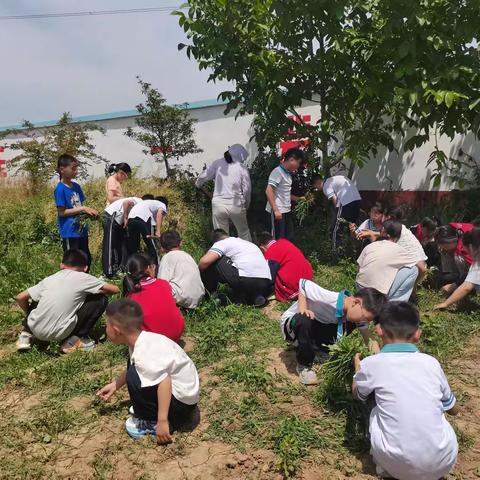 班级小菜园，劳动促成长--新乡县大召营镇店后营学校劳动实践基地