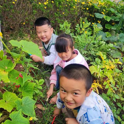 “芒’有所获，‘种’有所得” 安宁市太平新城第一幼儿园 芒种主题活动