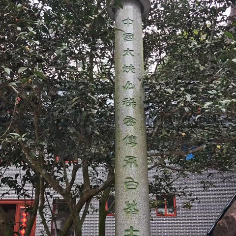 太姥山青龙洞惊现五百年白茶活化石！茶樱共生双绝 硬核实证福鼎为世界白茶核心原产地