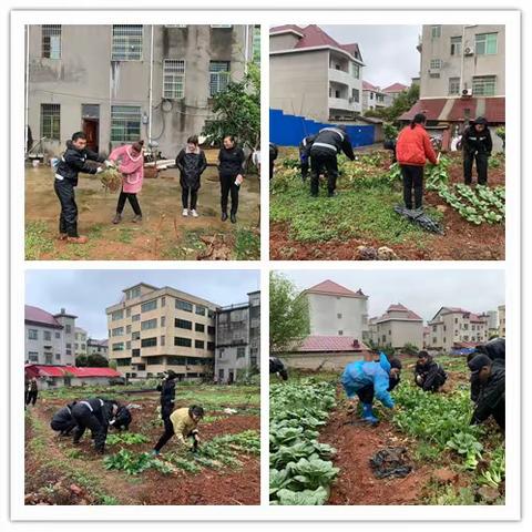 【东乡城管】清理违规菜地，美化市容环境