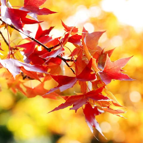 这个中秋，一定是枫叶红