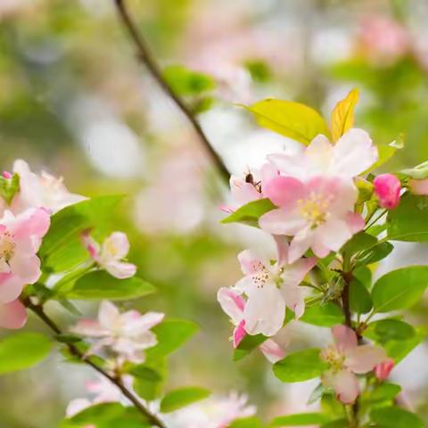 武安林业科学技术推广站   第二期