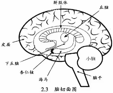 《正常家庭过程·多元性和复杂性》第23章神经生物学与家庭过程