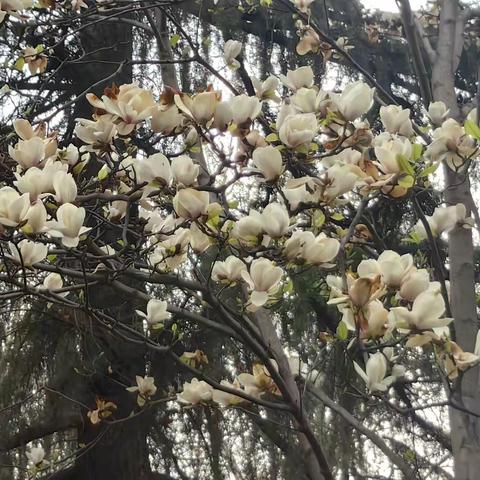 聚势赋能，逐梦前行——“国培计划(2024)”河北省市县教师培训者省外研修项目（第五天）