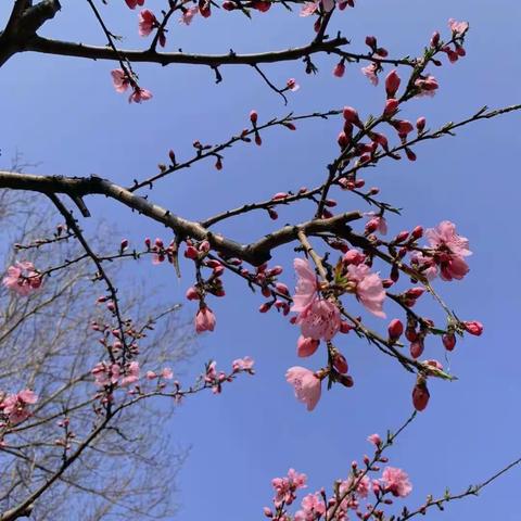 清明时节话春假—坪坝营镇新场小学春假美篇