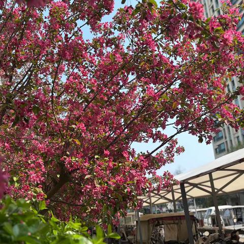 【邢台恒大帝景物业服务中心】 4月份工作简报