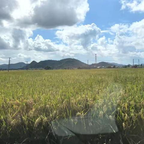 田园深处的宁静序曲