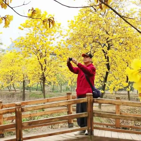 岭上开遍风铃花