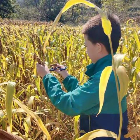 【至诚至美赵二街】走进乡间田野，体验劳动之趣 ——石家庄市赵二街学校开展假期劳动实践活动