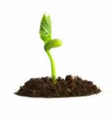 一粒种子的生命境界