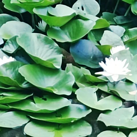 睡美人——睡莲