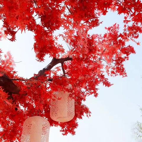 滨州市第一中学心理辅导报《启明星》第380期