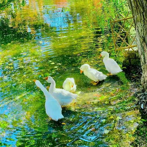 滨州市第一中学心理辅导报《启明星》第385期