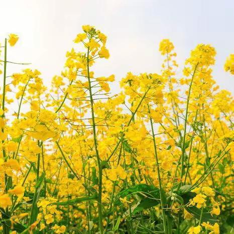 我们和油菜花有个约会——亢北小学四二班劳技课活动