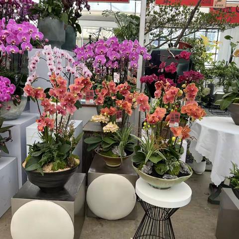 二月走园-夏溪花木市场