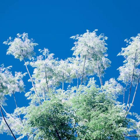 草根情怀~~苦楝花