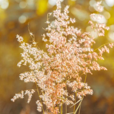 魔术为什么总让人看不透，聚师网完整揭秘