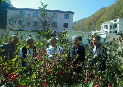 陕西省花卉协会——乡村振兴帮扶在行动