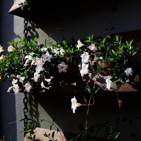 《 墨尔本 秋色》