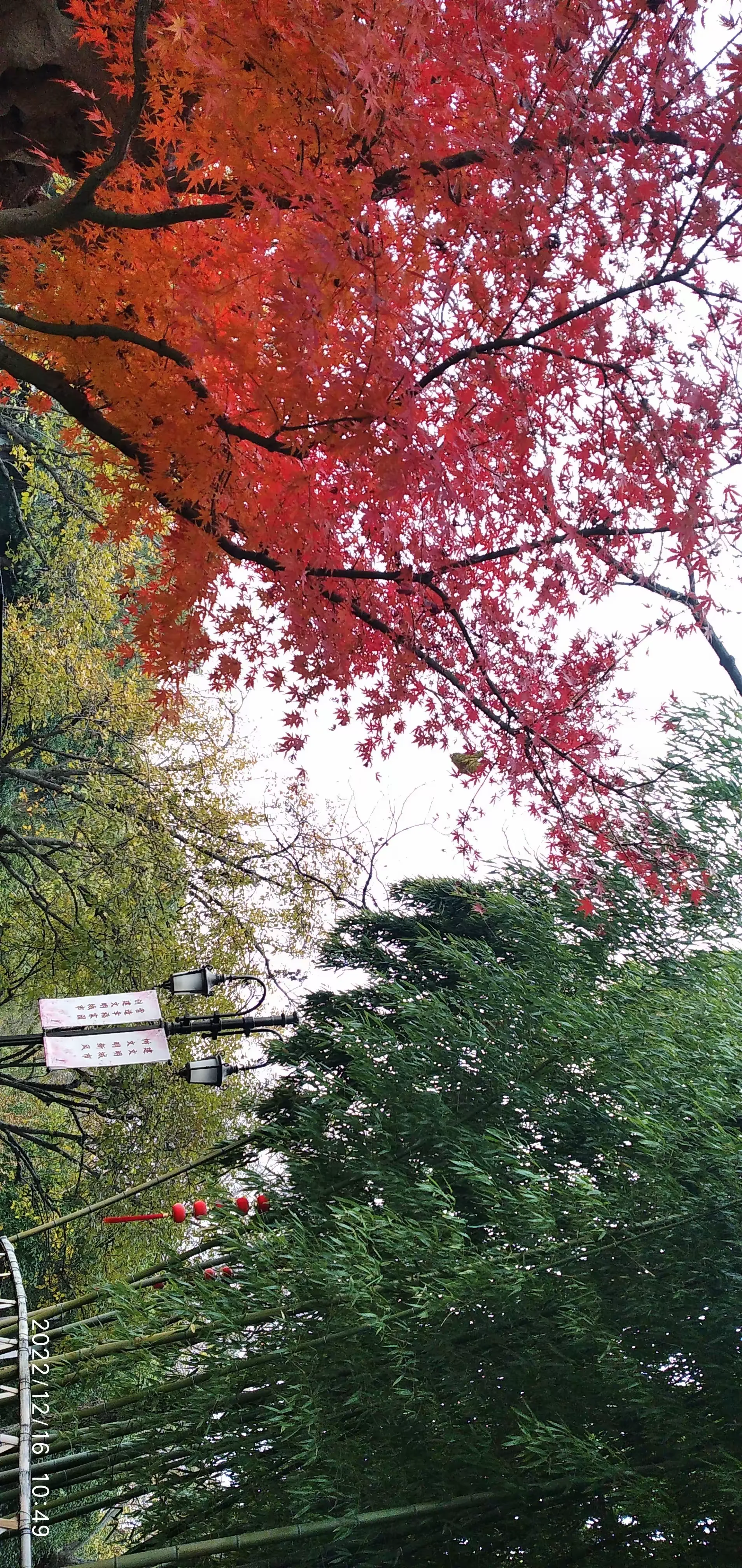 简篇-阳了之后