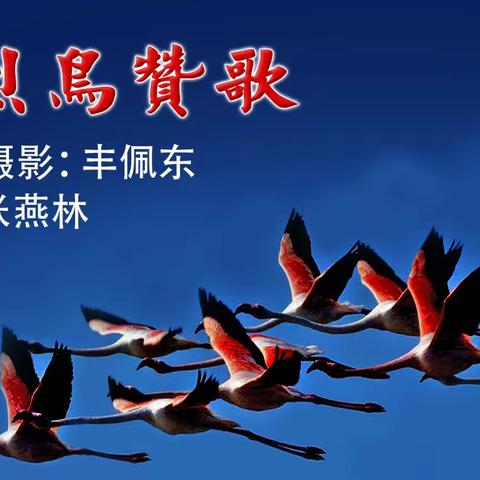 《火烈鸟赞歌》