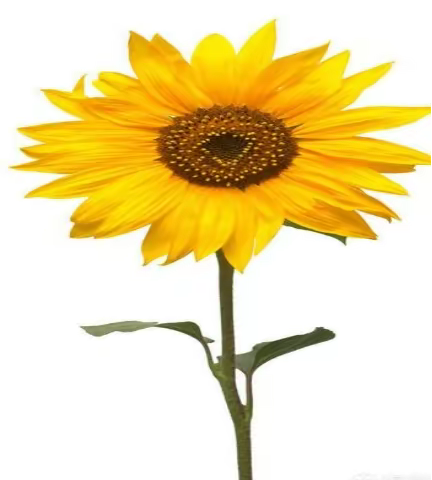 呵护心灵 健康成长——乐东县研训学校组织全县教师开展心理健康专题培训简讯