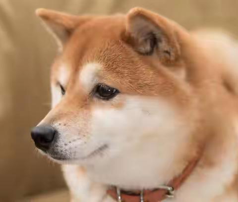 柴犬睡觉抖脚属正常现象，清醒状态抖脚可能有毛病