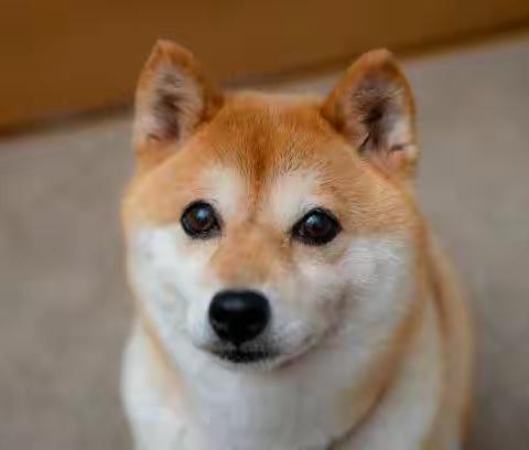 柴犬好奇心强易走失，宠主必学的预防招数