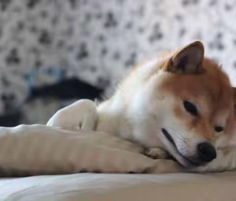 柴犬出现磨屁股行为是在暗示什么吗？背后可能与这3个原因有关