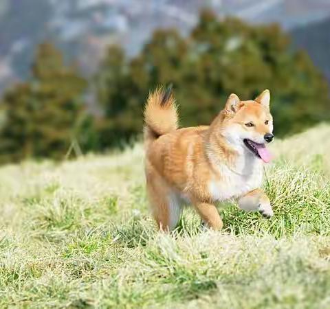 适合柴犬的钙质来源推荐，生骨与熟骨的分别在哪？