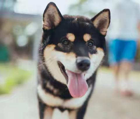 柴犬特别突然爱干净？舔手要留意，可能是患病征兆！