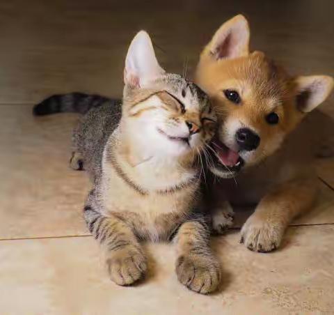 柴犬舔鼻背后有原因，舔鼻可令柴犬心情更好