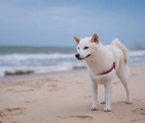 带柴犬去沙滩有潜在危机？出发前先注意8件事