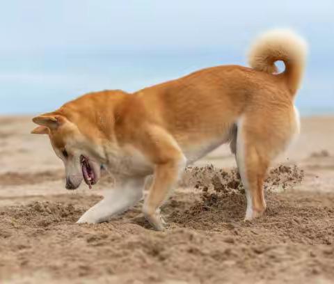 柴犬摆出瞇眼笑表情。心里不一定开心