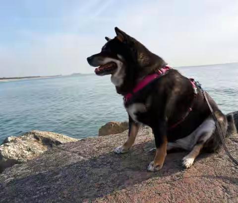 4招夏日防牛蜱，让柴犬远离牛蜱危机