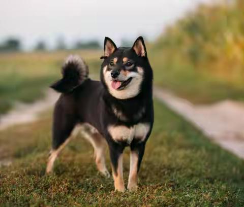 养柴犬前请三思，柴柴需要你的陪伴，而你准备好养它了吗？