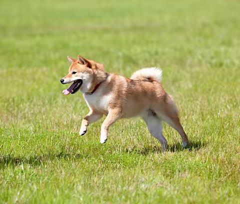 主人回家柴犬超热情扑人，4个应对方法不再又爱又恨