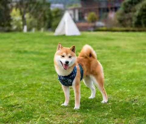 柴犬时常咬烂电线/数据线，可能想跟你发求救信号