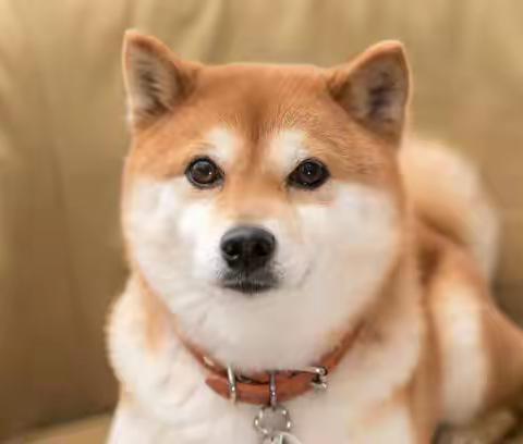 想知道柴犬饮水是否足够？观察小便颜色就知道！