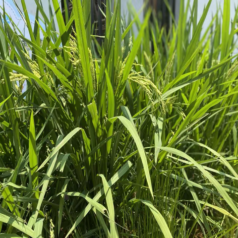 夏露锋芒  饱满希望