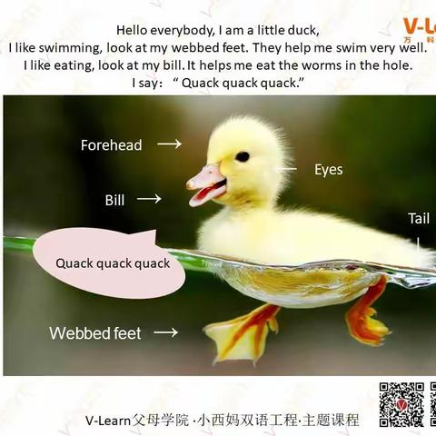 （1aU5 ）小西妈双语工程220506期39号George打卡第94-95天